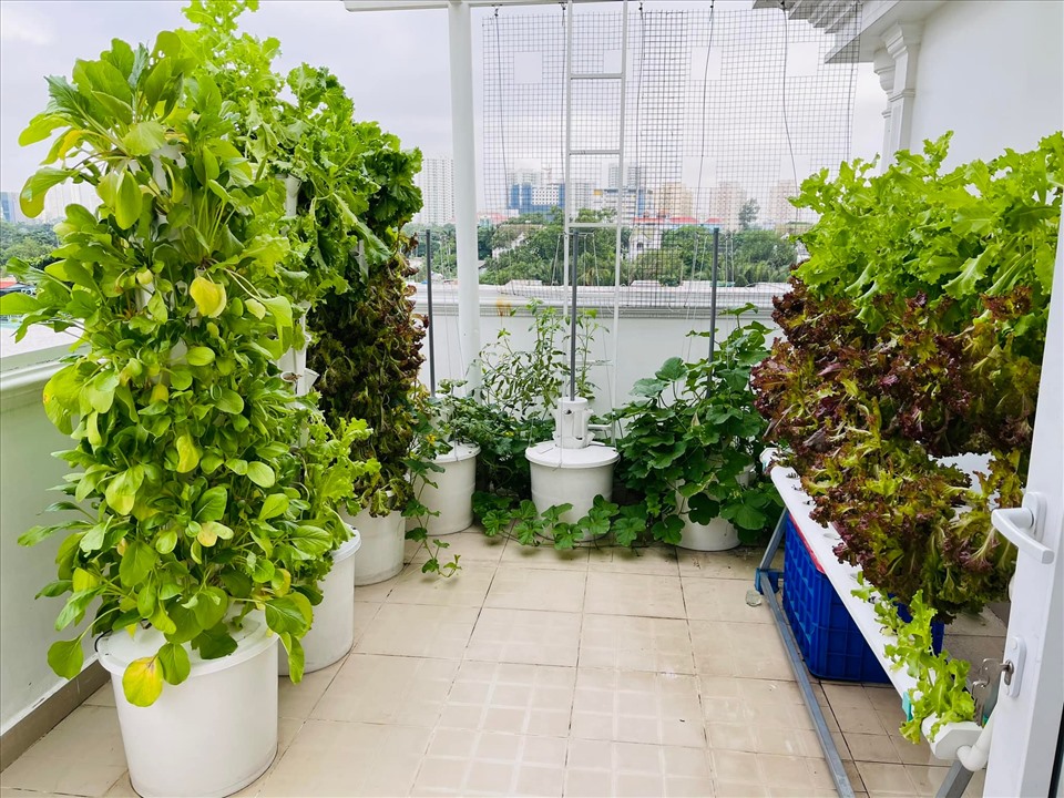 MC Đại Nghĩa hé lộ vườn rau sạch đủ các loại bên trong biệt thự triệu đô-5