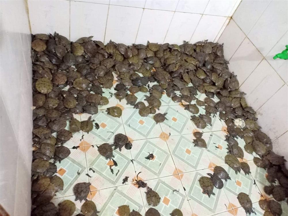 Chợ mạng đang hot loại trứng rẻ chỉ gần 2k/quả, chị em thi nhau mua-1