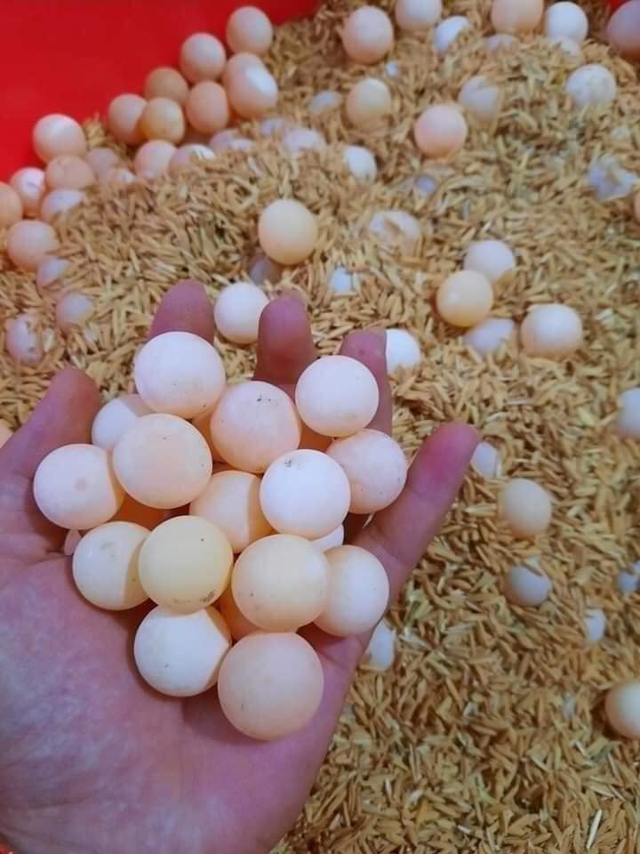 Chợ mạng đang hot loại trứng rẻ chỉ gần 2k/quả, chị em thi nhau mua-2