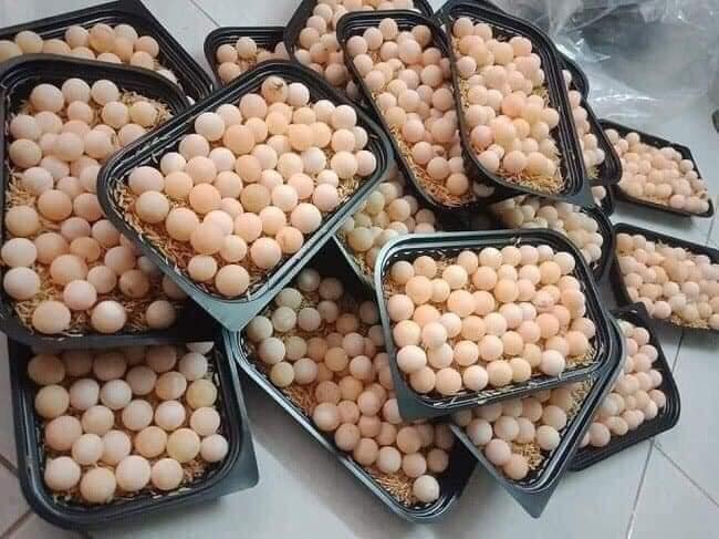 Chợ mạng đang hot loại trứng rẻ chỉ gần 2k/quả, chị em thi nhau mua-3