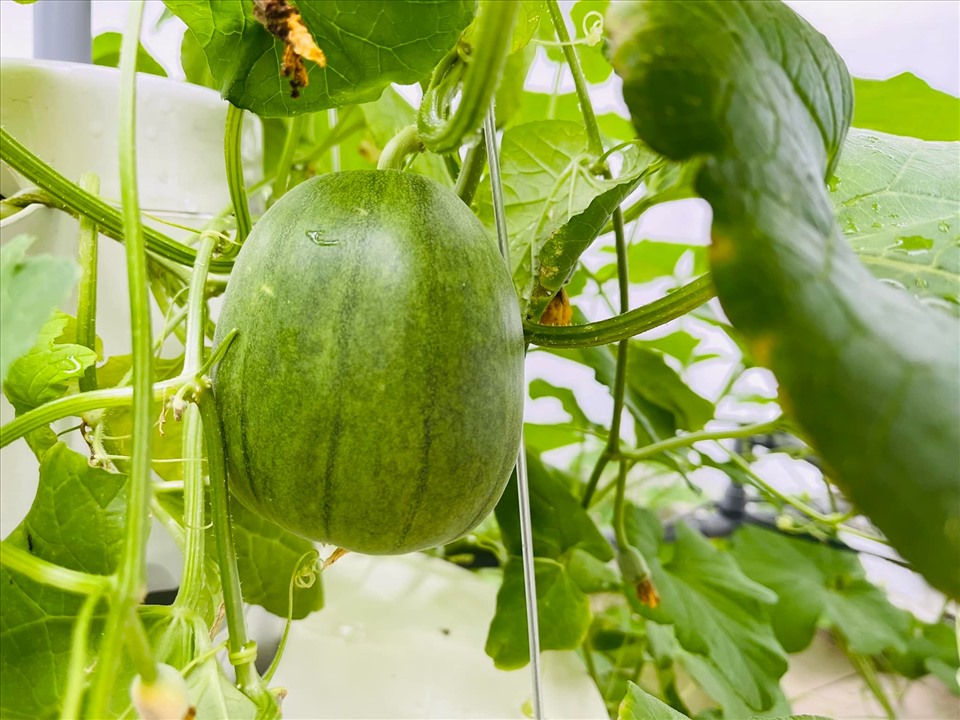 MC Đại Nghĩa hé lộ vườn rau sạch đủ các loại bên trong biệt thự triệu đô-7