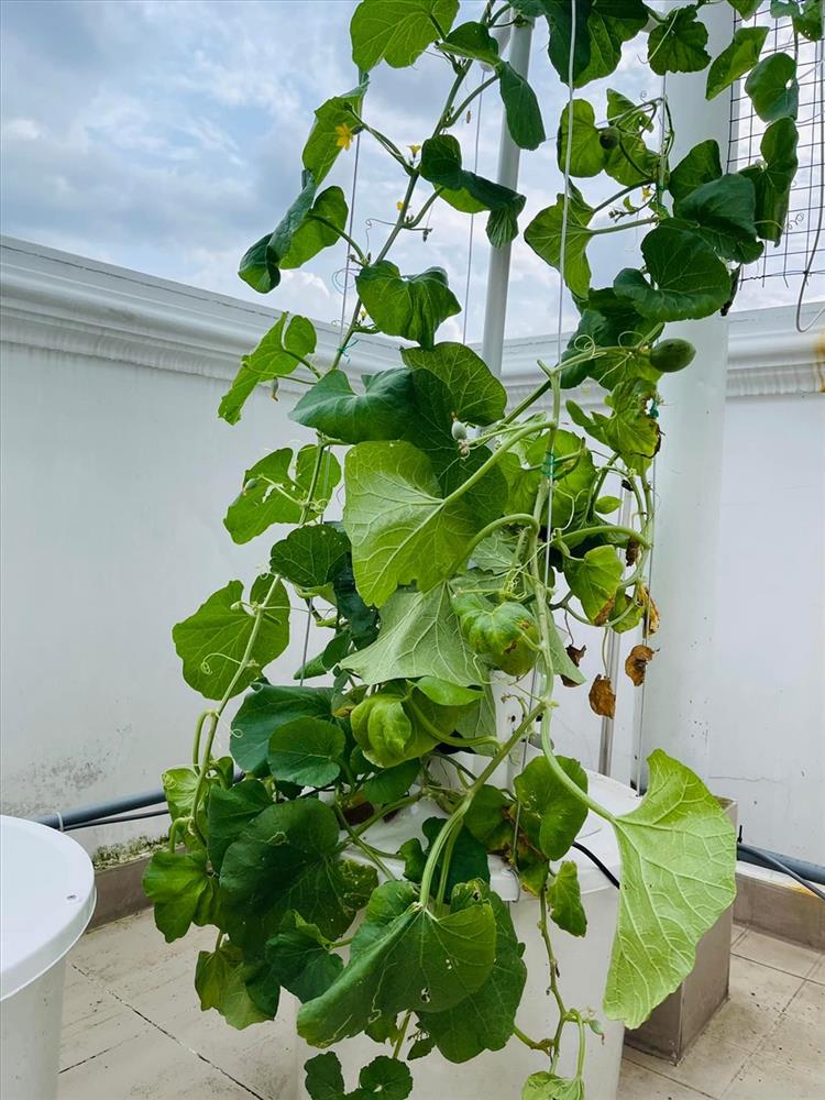 MC Đại Nghĩa hé lộ vườn rau sạch đủ các loại bên trong biệt thự triệu đô-11