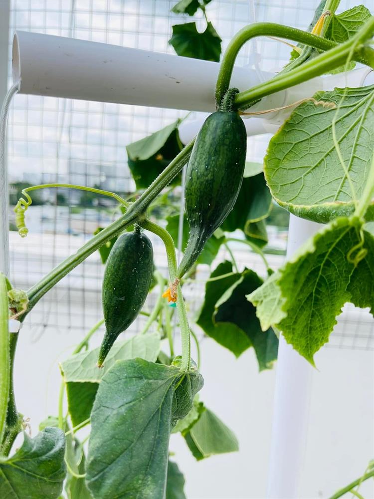 MC Đại Nghĩa hé lộ vườn rau sạch đủ các loại bên trong biệt thự triệu đô-12