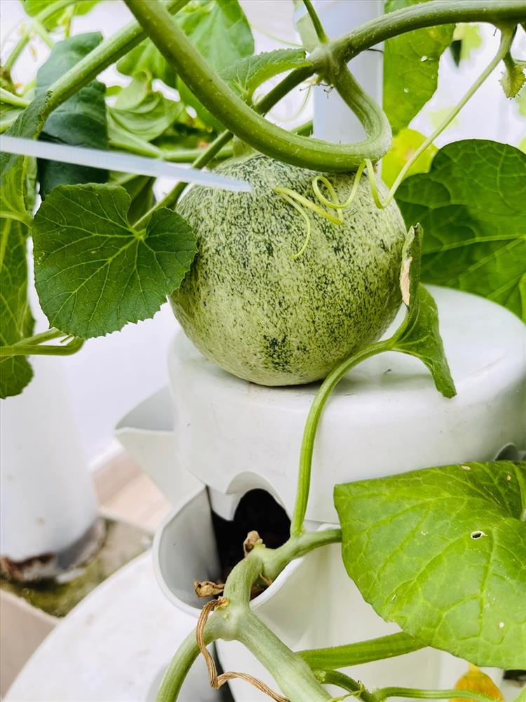 MC Đại Nghĩa hé lộ vườn rau sạch đủ các loại bên trong biệt thự triệu đô-13