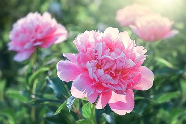 7 loài hoa mang lại phước lành, tài lộc giúp thu hút vận may và sự thịnh vượng-1
