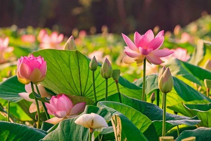 7 loài hoa mang lại phước lành, tài lộc giúp thu hút vận may và sự thịnh vượng-2