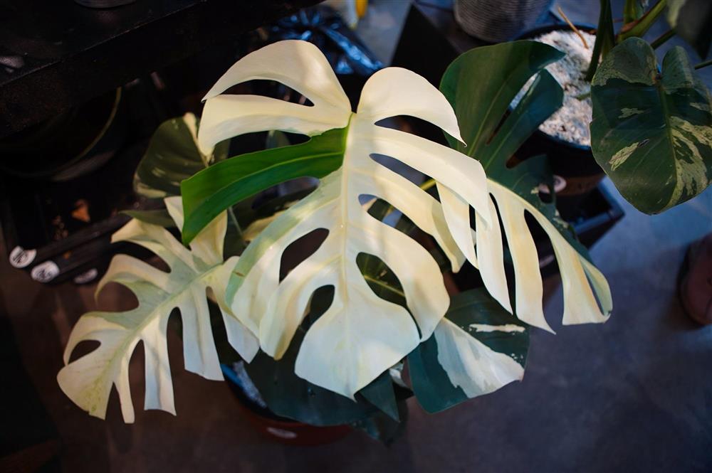 Choáng với thú chơi lá kiểng bạc tỷ của những dân chơi ở Hà Nội-2