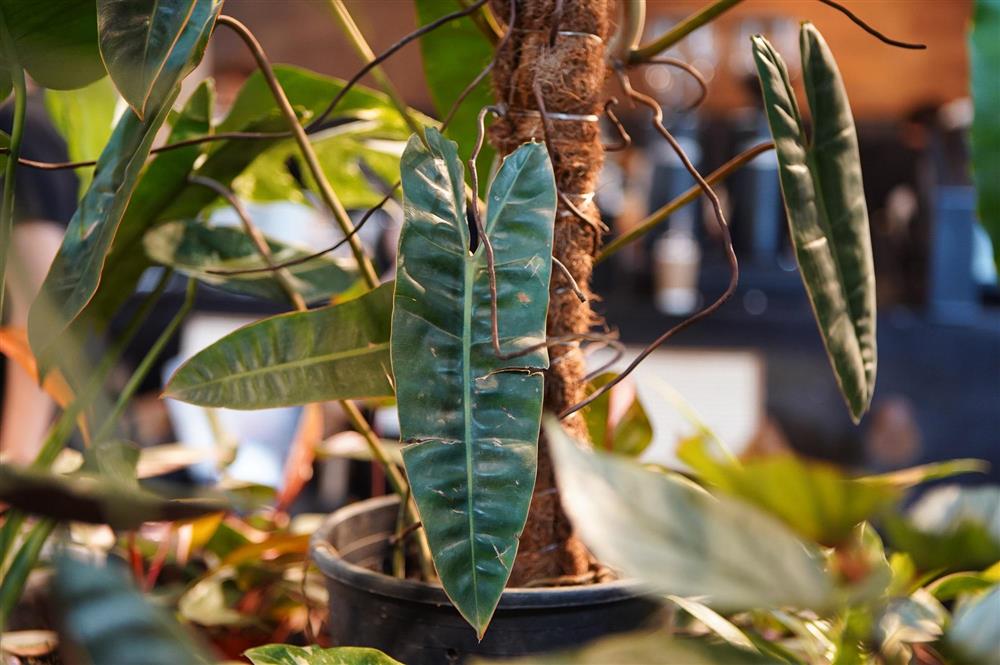 Choáng với thú chơi lá kiểng bạc tỷ của những dân chơi ở Hà Nội-5