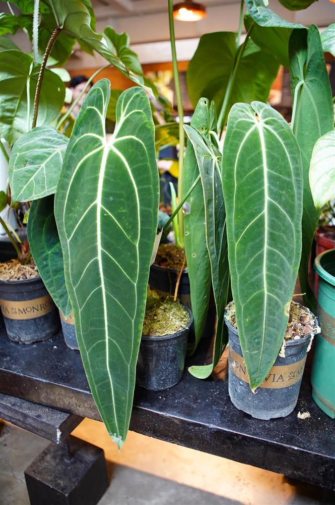 Choáng với thú chơi lá kiểng bạc tỷ của những dân chơi ở Hà Nội-7