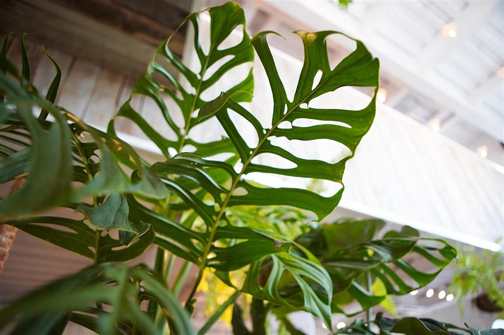 Choáng với thú chơi lá kiểng bạc tỷ của những dân chơi ở Hà Nội-8