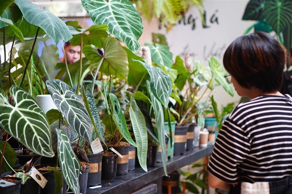 Choáng với thú chơi lá kiểng bạc tỷ của những dân chơi ở Hà Nội-9