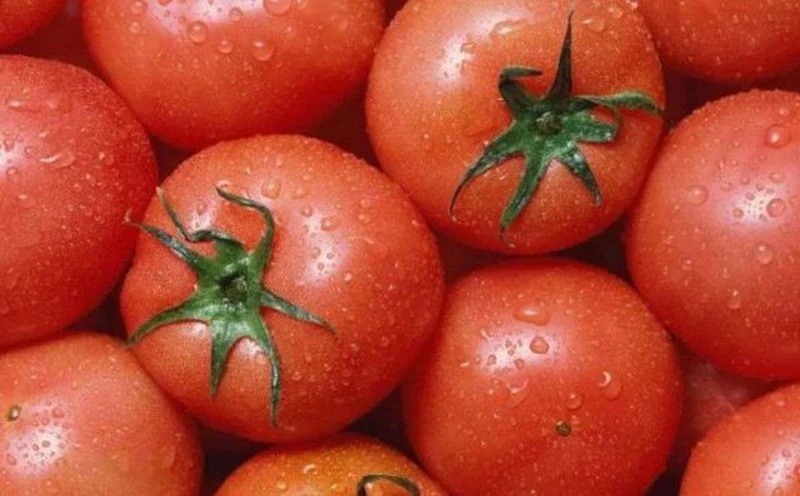 Người trồng cà chua bật mí: Mua cà chua cứ nhìn vào điểm này biết ngay ngon ngọt hay không?-1