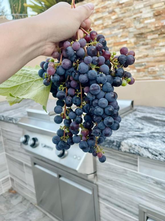 Vợ cũ Đan Trường khoe cảnh thu hoạch nho nhưng khung cảnh biệt thự chụp từ trên cao mới gây chú ý-2