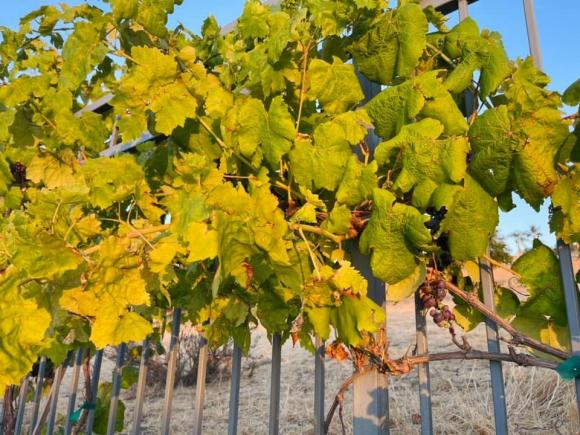 Vợ cũ Đan Trường khoe cảnh thu hoạch nho nhưng khung cảnh biệt thự chụp từ trên cao mới gây chú ý-3