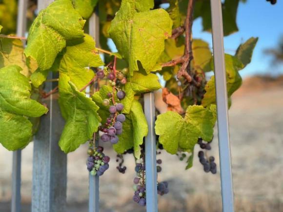 Vợ cũ Đan Trường khoe cảnh thu hoạch nho nhưng khung cảnh biệt thự chụp từ trên cao mới gây chú ý-4