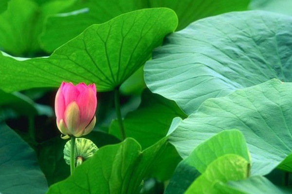 Loại lá chữa gan nhiễm mỡ, giảm mỡ máu và ổn định đường huyết nhưng khi dùng cần chú ý 4 điều-2