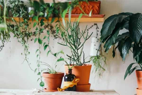 Không nên trồng cây cảnh lưỡi hổ trong nhà, tại sao có người hiểu lầm như vậy?-8
