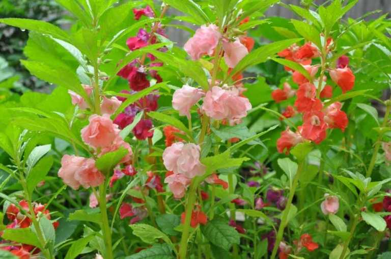 5 cây cảnh độc thường được nuôi trong nhà, càng đẹp càng độc, ít người cưỡng lại được-5