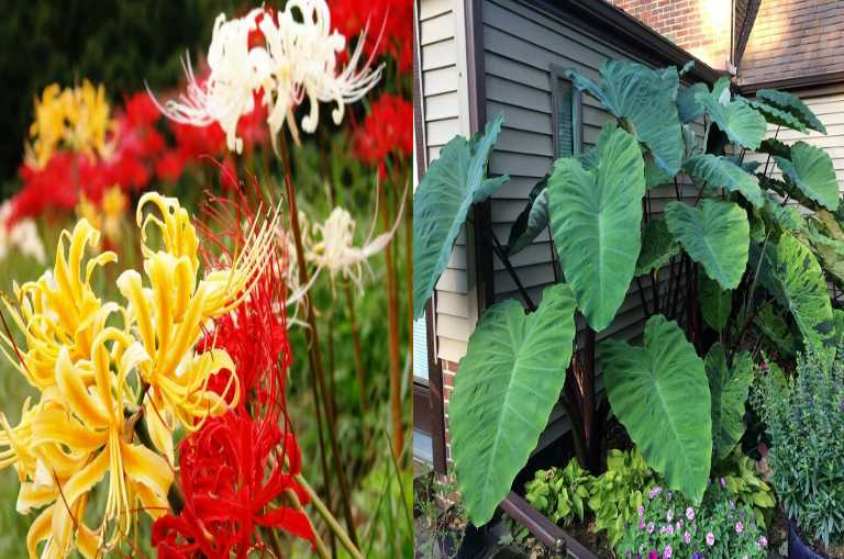 5 cây cảnh độc thường được nuôi trong nhà, càng đẹp càng độc, ít người cưỡng lại được-1