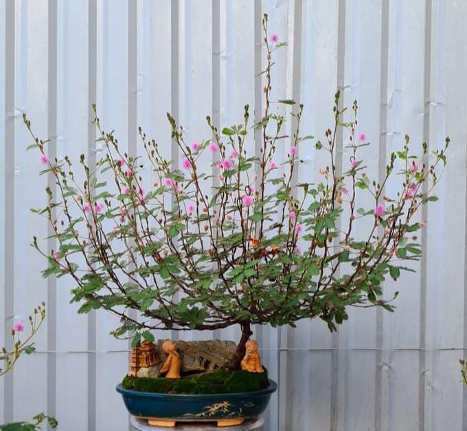 5 cây cảnh độc thường được nuôi trong nhà, càng đẹp càng độc, ít người cưỡng lại được-3