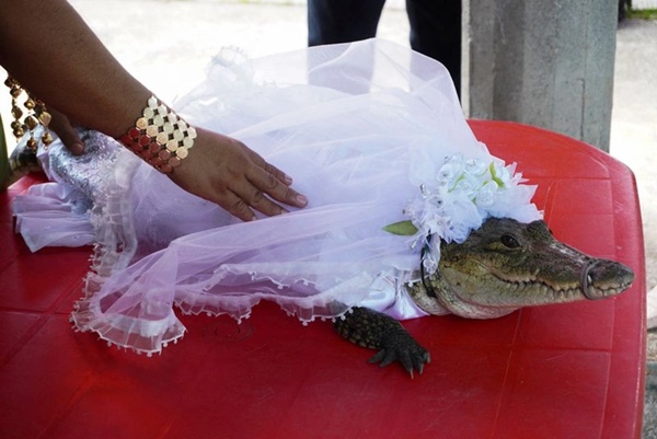 Thị trưởng kết hôn với cá sấu, khách mời nhảy múa ca hát vui vẻ-3