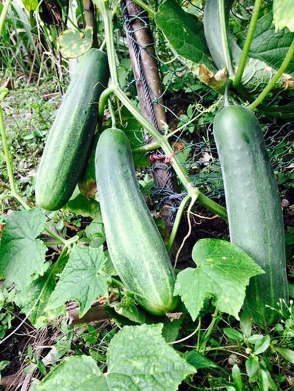 Dấu ấn Phật giáo trong căn biệt thự của diễn viên Việt Trinh-12