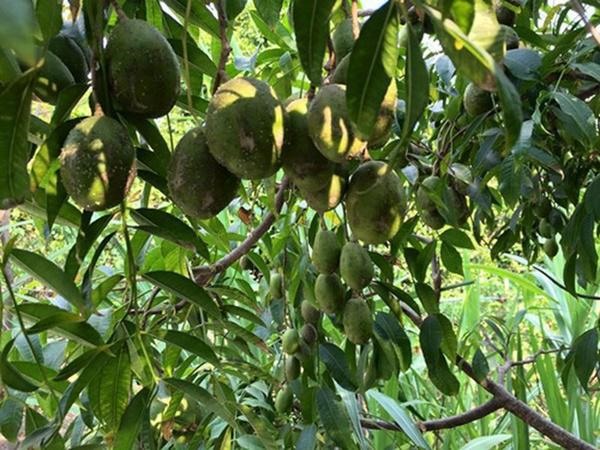 Dấu ấn Phật giáo trong căn biệt thự của diễn viên Việt Trinh-13