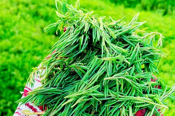 Xưa hái bỏ đi, loại rau dại này giờ được ví như lộc trời giá 800.000 đồng/kg-12