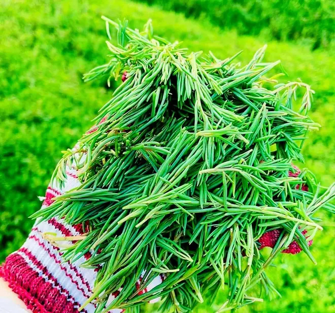 Loại rau siêu sạch, ăn sương và thở bằng khí trời thành đặc sản nức tiếng-1