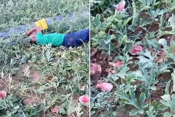 Sau 1 ngày, cụ ông nằm khóc bên ruộng dưa hấu nhận được 65 triệu đồng từ mạnh thường quân-4