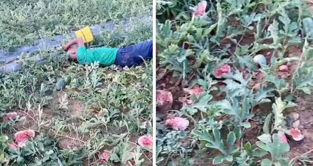 Cụ ông gào khóc, nằm vật vã bên ruộng dưa bị phá hoại-1