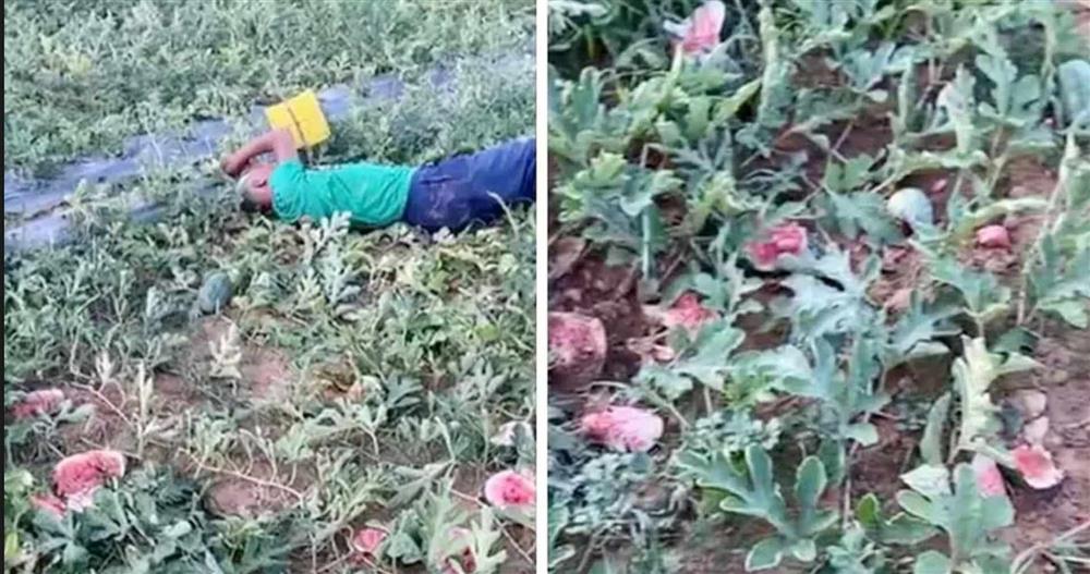 Sau 1 ngày, cụ ông nằm khóc bên ruộng dưa hấu nhận được 65 triệu đồng từ mạnh thường quân-1