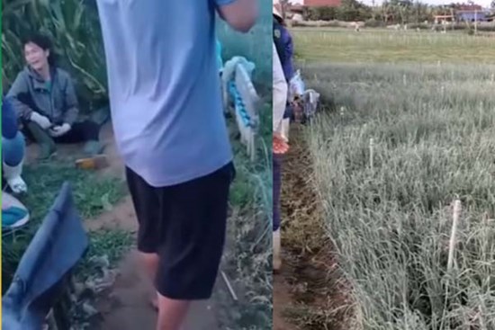 Thêm một nữ nông dân bất lực ngồi khóc vì ruộng hành bị kẻ xấu bơm thuốc đến héo úa
