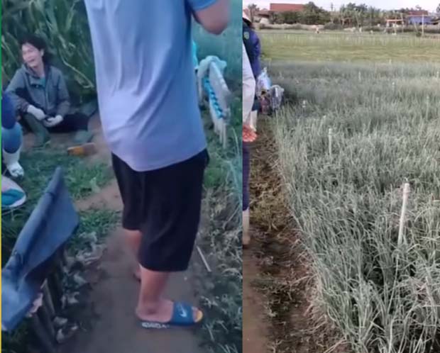 Thêm một nữ nông dân bất lực ngồi khóc vì ruộng hành bị kẻ xấu bơm thuốc đến héo úa-1