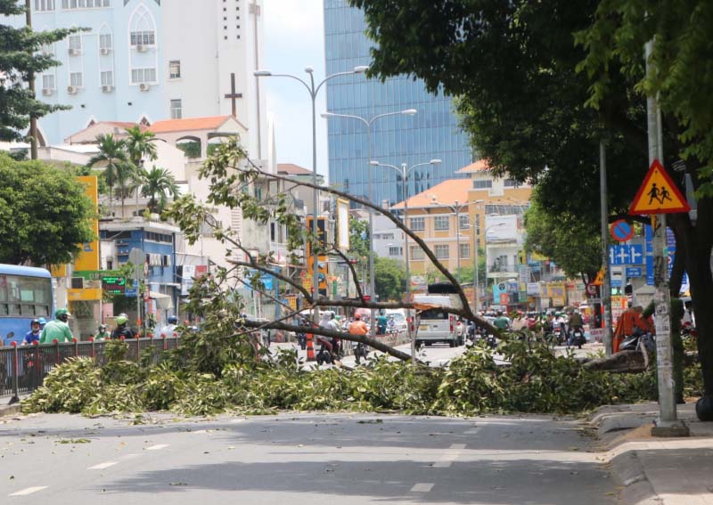 Chết lặng đứng nhìn cành cây 10m gãy rơi trùm xuống người-1