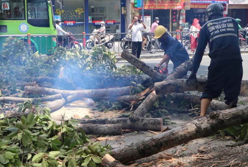 Chết lặng đứng nhìn cành cây 10m gãy rơi trùm xuống người-3