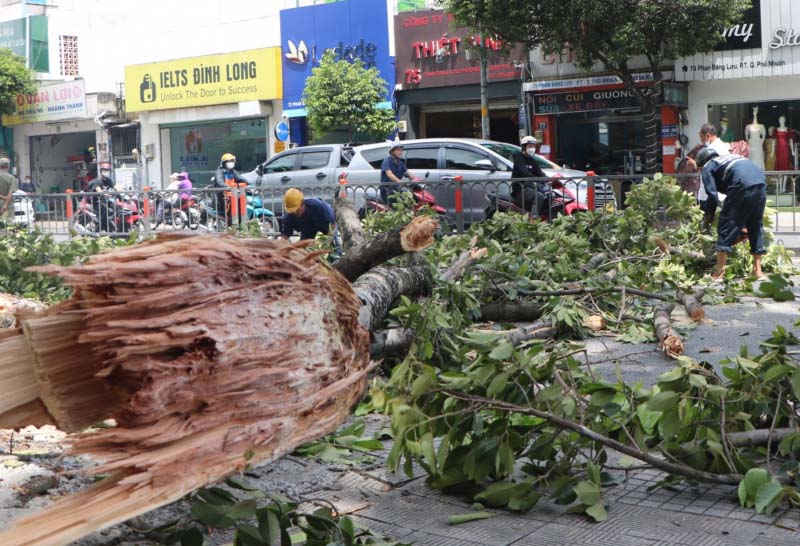 Chết lặng đứng nhìn cành cây 10m gãy rơi trùm xuống người-4