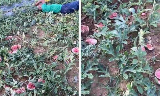 5 thanh niên phá nát ruộng dưa hấu vì bị nhắc nhở khi đi ăn trộm-2