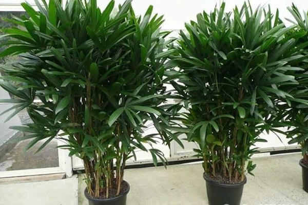 Thầy phong thủy tiết lộ trồng cây trước cửa là dại: Đây mới là vị trí thích hợp để hút tài lộc vào nhà-3