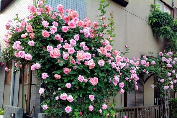 Điểm yếu trong phong thủy nhà ở, biết lý do bạn sẽ không bao giờ để phòng tắm ẩm ướt-4