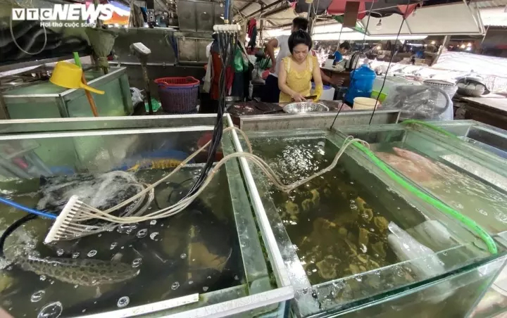 Cá rô, cá quả đội giá gấp đôi, người mua và người bán cùng méo mặt-1