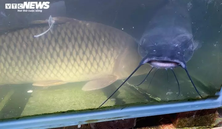 Cá rô, cá quả đội giá gấp đôi, người mua và người bán cùng méo mặt-2