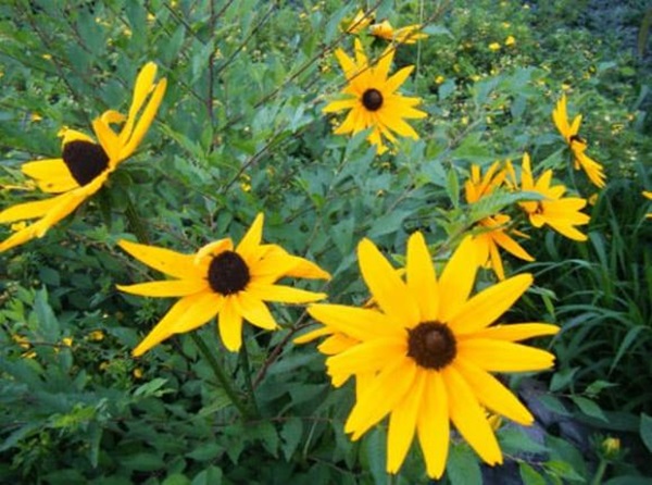 Bồ Tát phù hộ, 3 con giáp của cải tăng vọt, làm ăn phát tài, phú quý không thiếu trong 3 năm tới-3