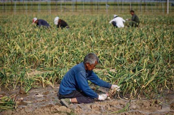 Vụ án đào mộ, trộm thi thể chấn động Trung Quốc-2