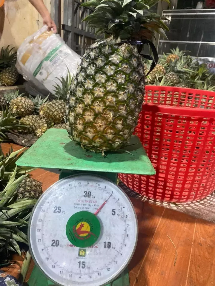 Dứa khổng lồ siêu rẻ hút khách, nườm nượp khách mua-2