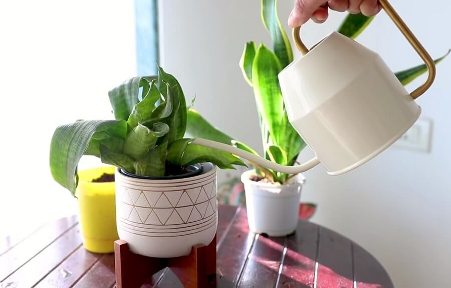 Không nên trồng cây cảnh lưỡi hổ trong nhà, tại sao có người hiểu lầm như vậy?-3