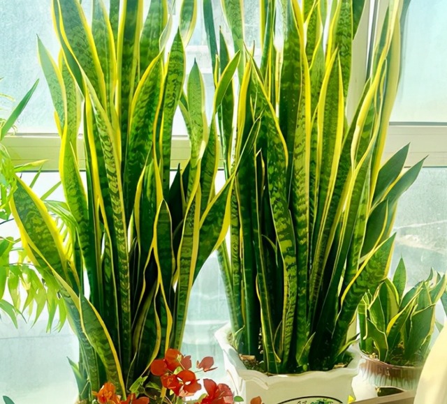 Không nên trồng cây cảnh lưỡi hổ trong nhà, tại sao có người hiểu lầm như vậy?-4