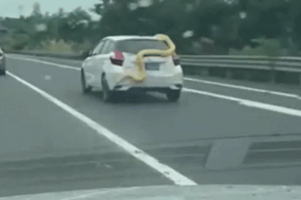 Giật mình phát hiện trăn khủng nằm vắt vẻo trên nóc xe ô tô