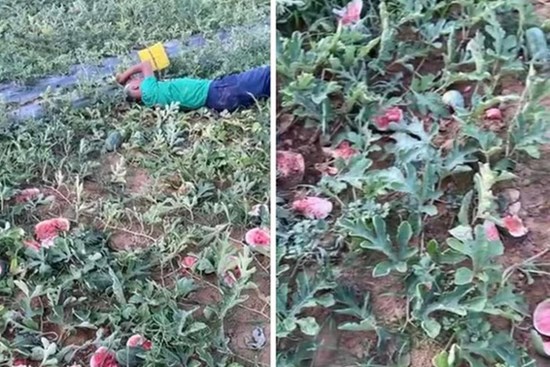 Ruộng dưa của cụ ông 70 tuổi bị phá hoại: Cái giá của sự ngông cuồng sẽ phải đánh đổi bằng những năm tháng tù tội