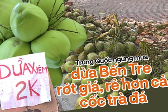 Dừa Bến Tre rớt giá, rẻ hơn cả cốc trà đá khi thị trường Trung Quốc thắt chặt nhập khẩu